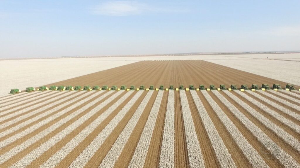 Veja aonde teve aumento na produção de algodão