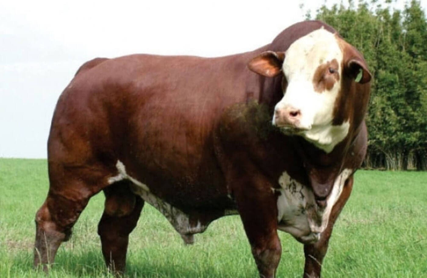 Veja as cotações do boi gordo