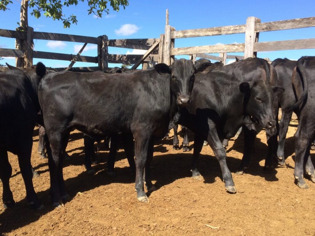 veja como fazer castracao de bezerro usando borrachinha 1