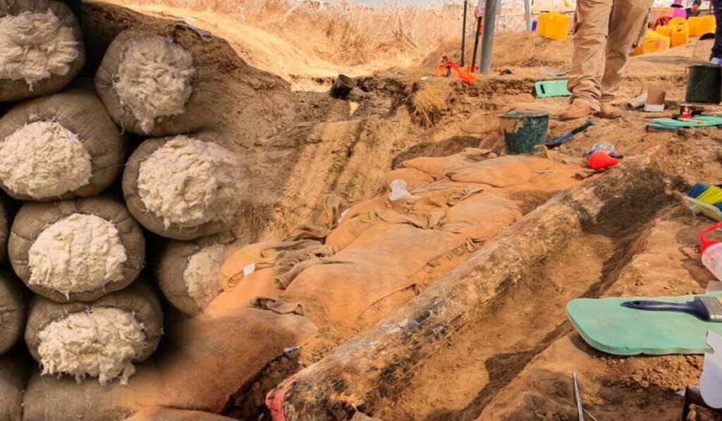 Veja essa descoberta: fibras de algodão de 7 mil anos