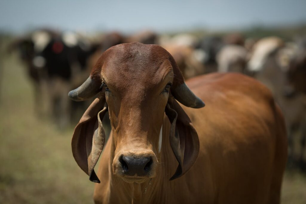 Veja mercado do boi gordo para hoje