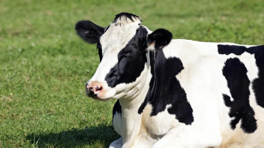 Veja um dos principais desafios do produtor