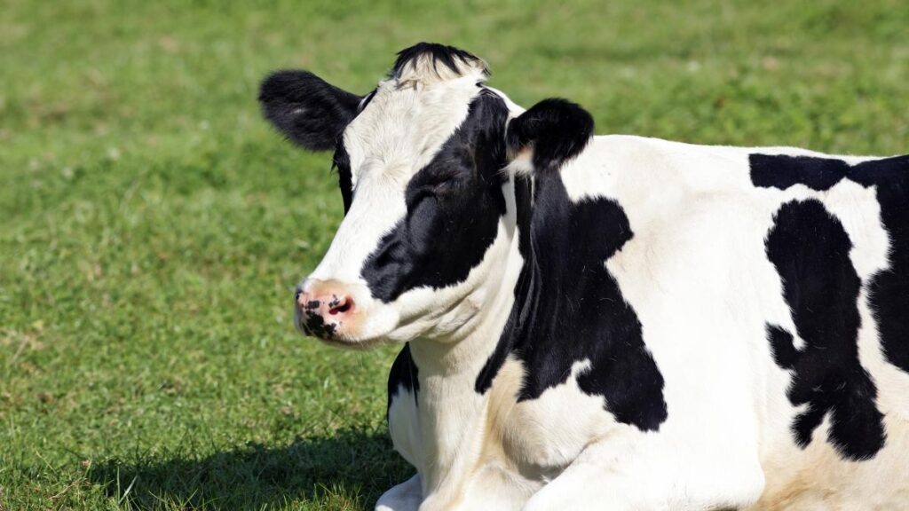 Momento de investir no potencial reprodutivo das vacas 2 Veja um dos principais desafios do produtor