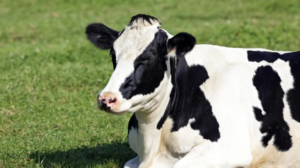 Cientistas desenvolvem smartwatch para vacas 2 Veja um dos principais desafios do produtor