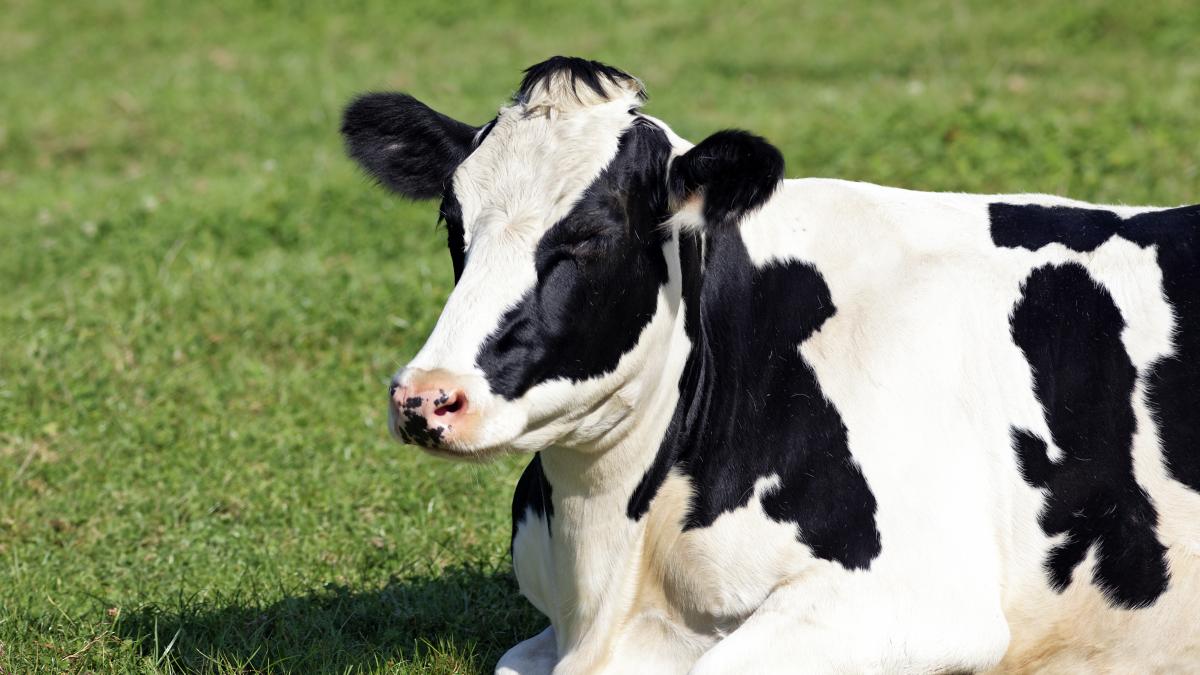 Veja um dos principais desafios do produtor