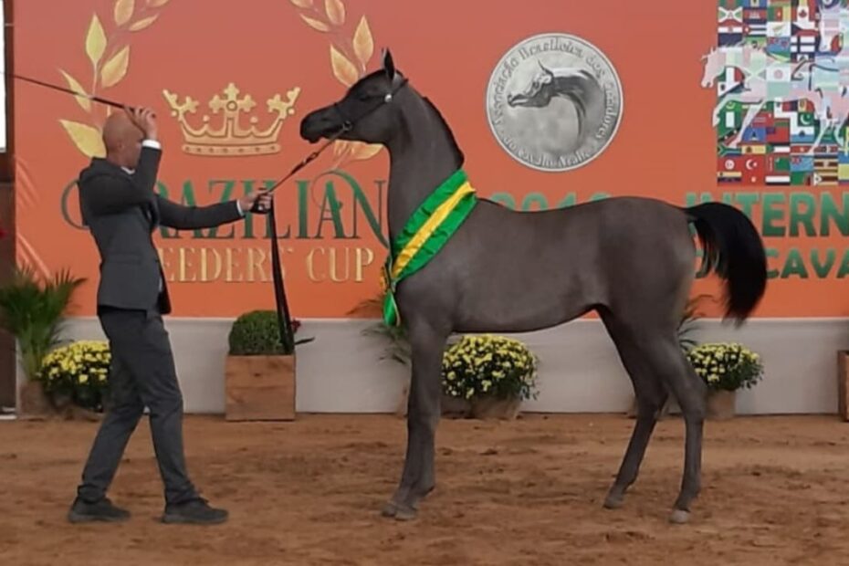 Veja 4ª etapa Copa Brasil do Cavalo Árabe