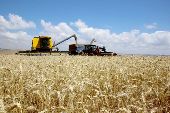 Cotações do trigo seguem em baixa no Brasil