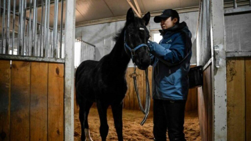 Cavalo clonado é anunciado pela China 2 Cavalo clonado é anunciado pela China