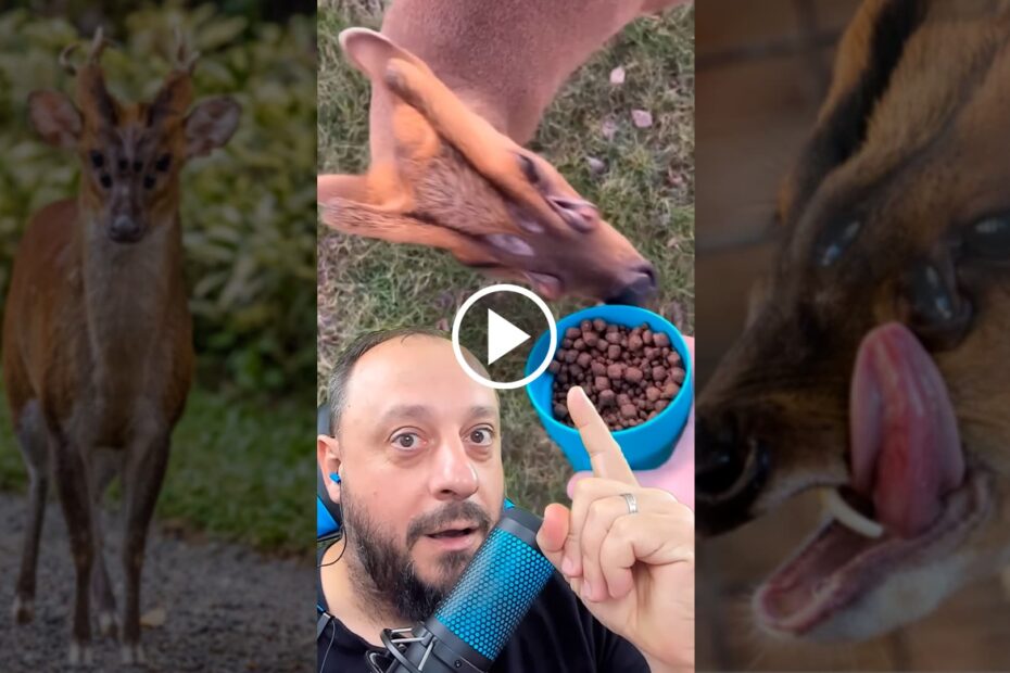 Em video viral Biologo desvenda criatura de 6 olhos