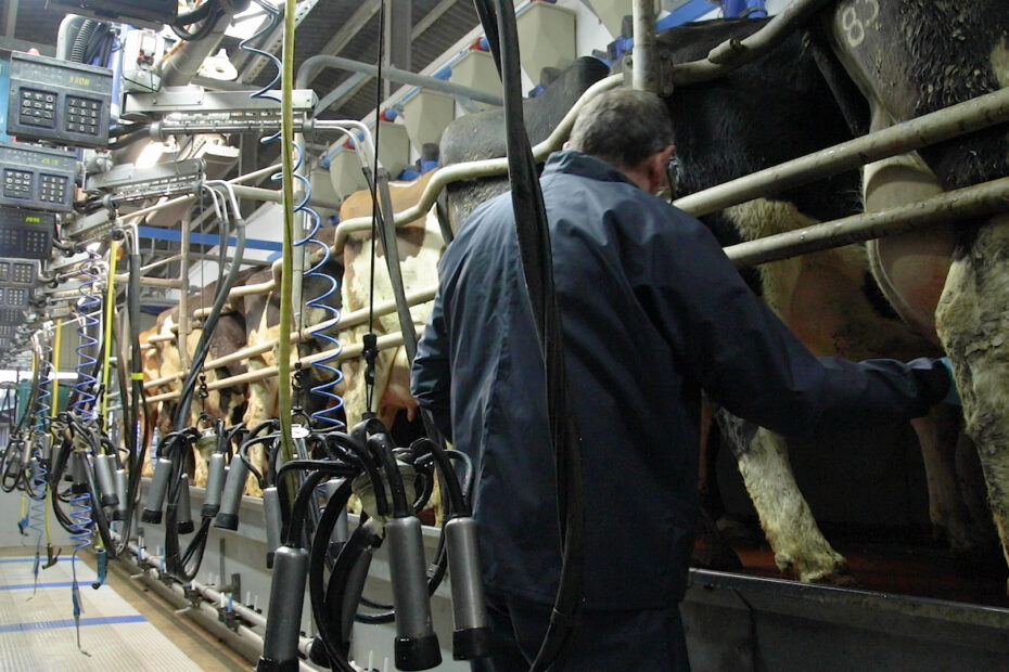 Improving the effectiveness of your milking routine