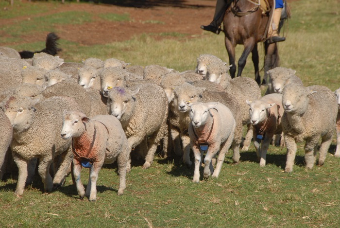Painel debate as potencialidades da cadeia da carne ovina