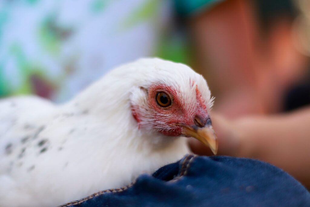 Preco da carne de frango esta em queda desde dezembro