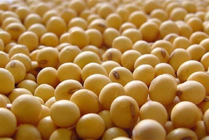 SLC Sementes amplia as opcoes de sementes de soja para