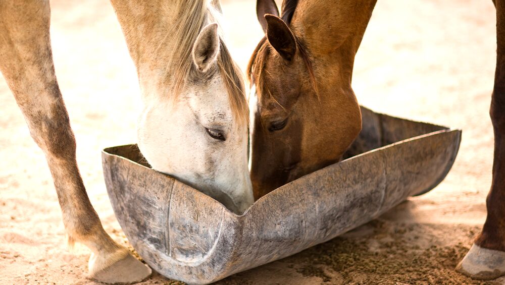 Saiba tudo sobre sal mineral para cavalo!