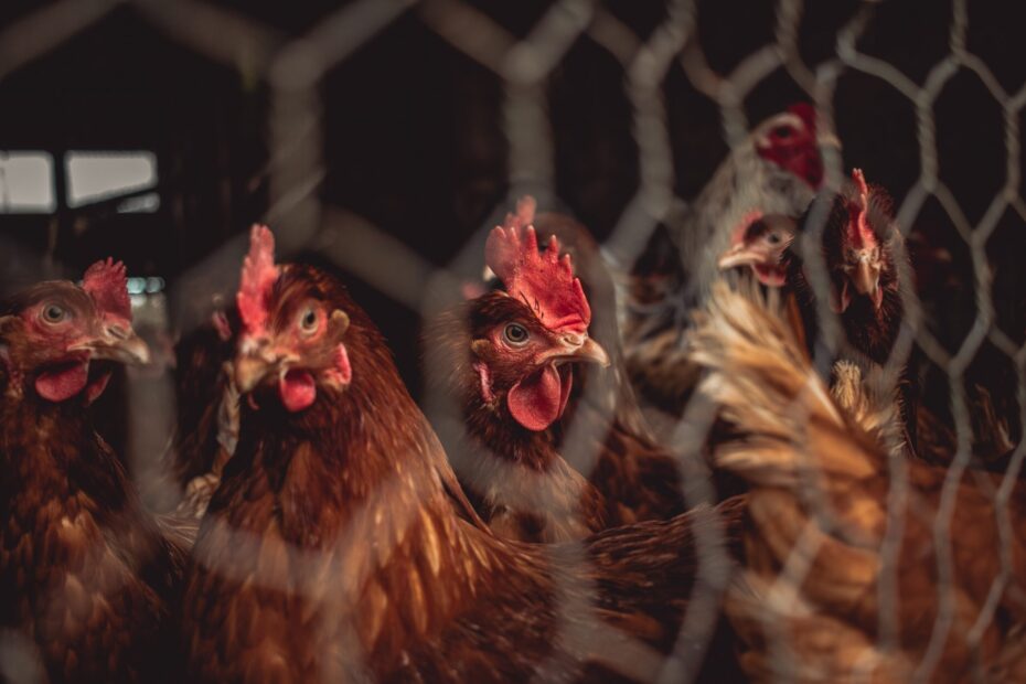 Singapura aumenta 87 a receita com exportacoes de frango brasileiro