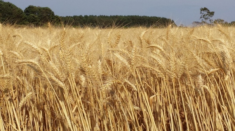 Valores do trigo iniciam 2023 em baixa no Brasil