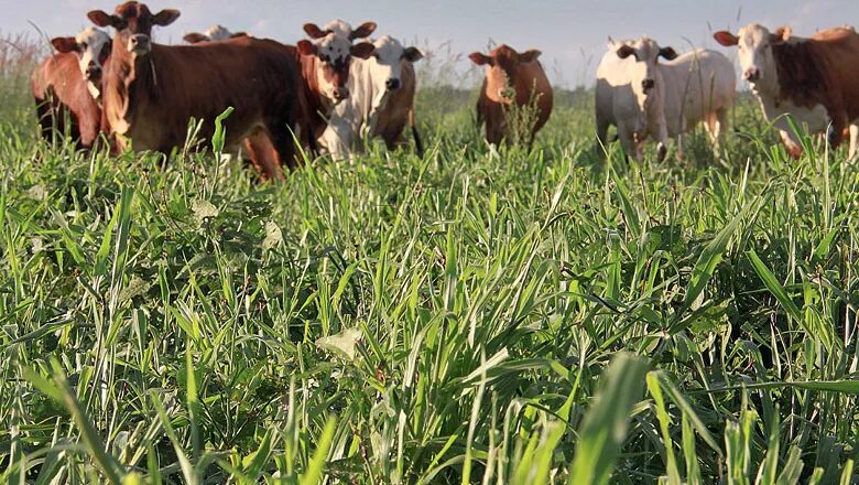 Consórcio de pastagem: os melhores para o gado 2 Consórcio de pastagem: os melhores para o gado