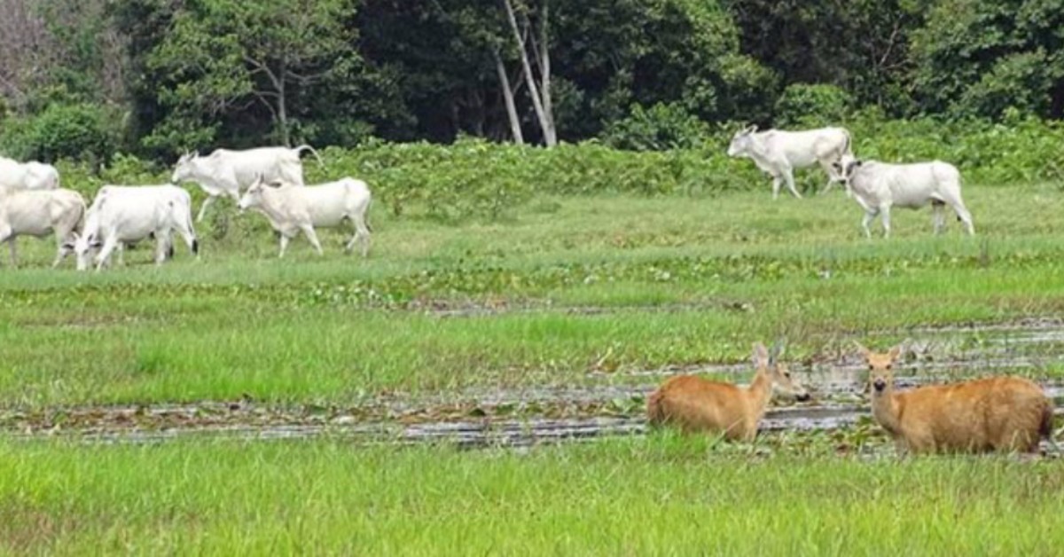 abpo avanca no processo de indicacao geografica da carne do pantanal portal dbo