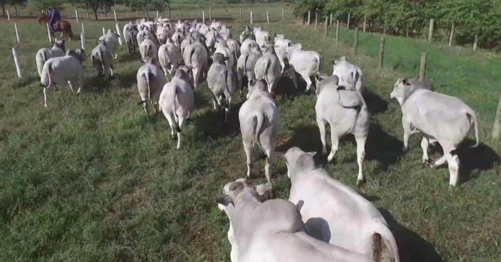 ancp promove atualizacao do indice bioeconomico mgte portal dbo