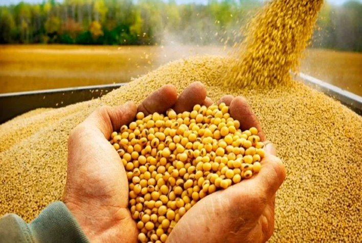 Após sessões de oscilações intensas, soja opera com estabilidade na CBOT nesta 5ª 3 apos sessoes de oscilacoes intensas soja opera com estabilidade na cbot nesta 5a