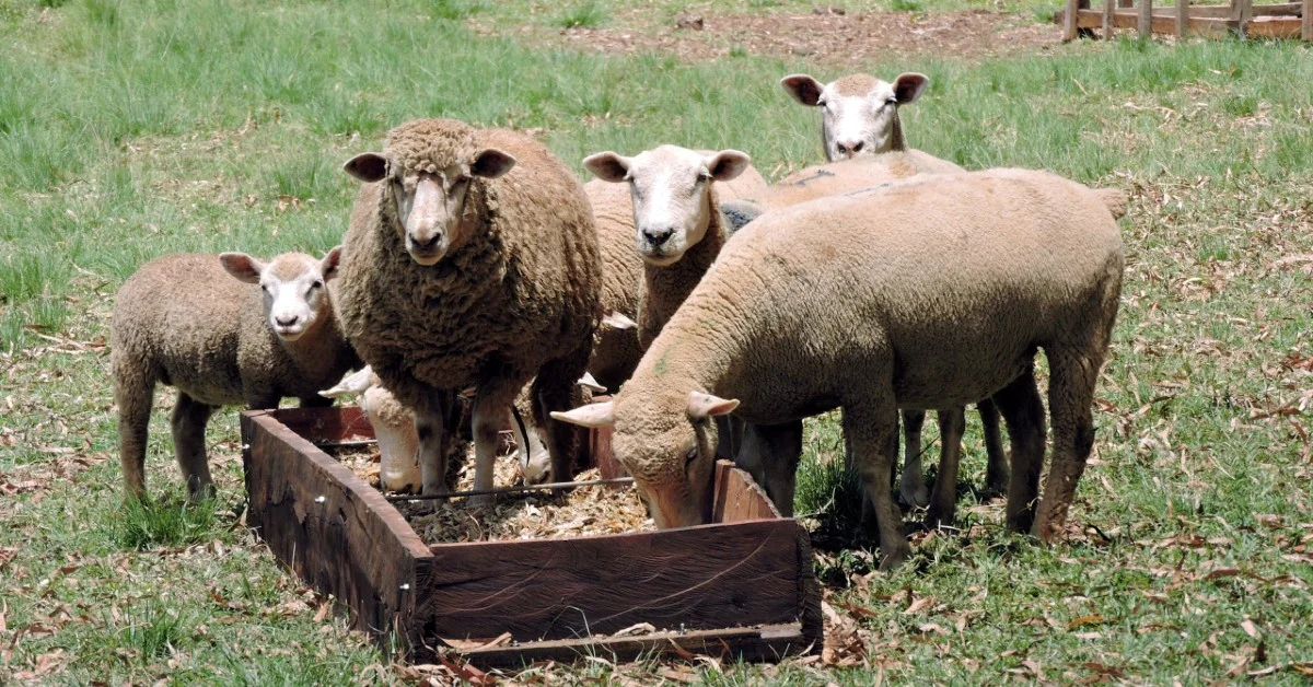 Argentina certifica fazendas livres de tuberculose e brucelose em Buenos Aires • Portal DBO