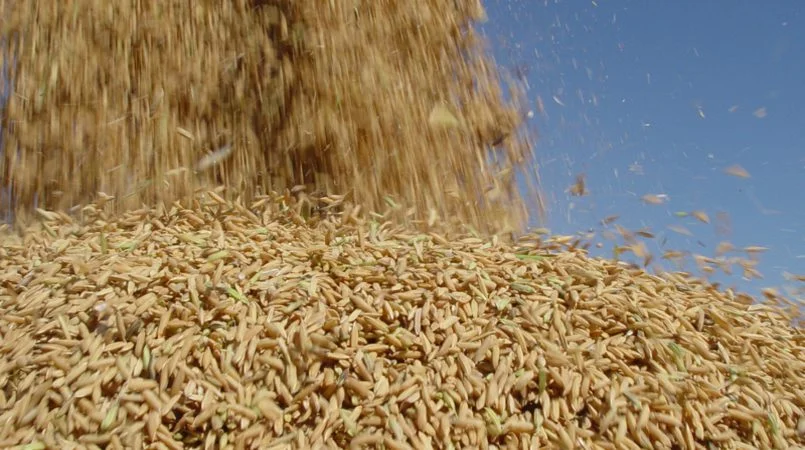 Arroz brasileiro busca abertura do mercado chinês; em fevereiro, exportações recuam 7 arroz brasileiro busca abertura do mercado chines em fevereiro exportacoes recuam 3