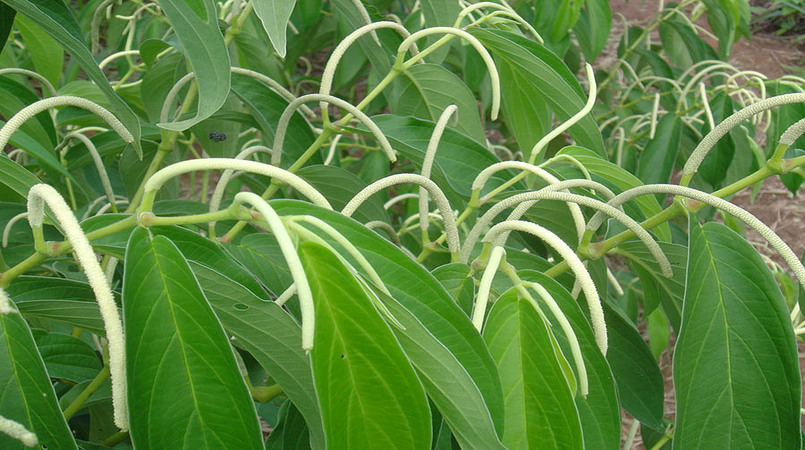 Brasil pode faturar US$ 284 bilhões/ano com bioeconomia