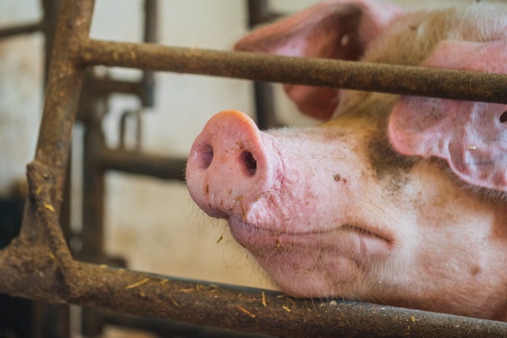 carne suina encerra o ano com mercado aquecido no sul do brasil