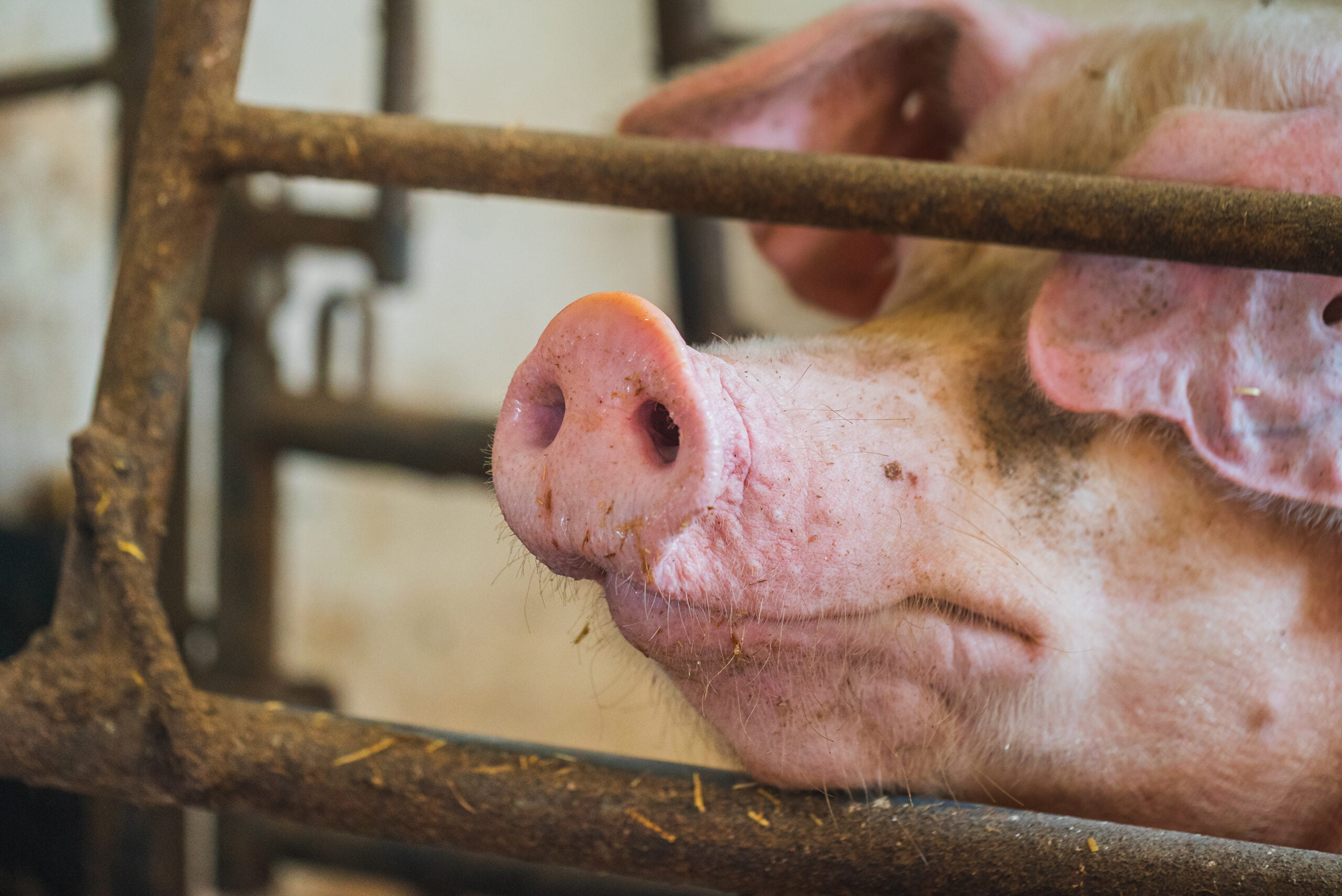carne suina encerra o ano com mercado aquecido no sul do brasil