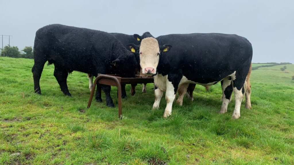 Cattle sired by low-index bulls to miss out on new 20c/kg bonus 2 cattle sired by low index bulls to miss out on new 20c kg bonus