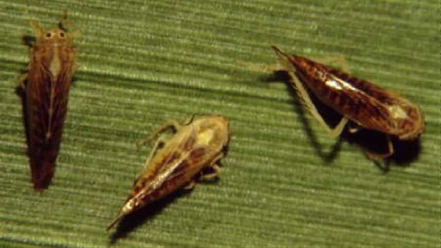 cigarrinha do milho segue um desafio para os produtores 1