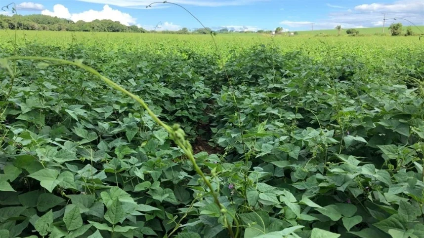 Colheita de feijão do Paraná chega a 50%