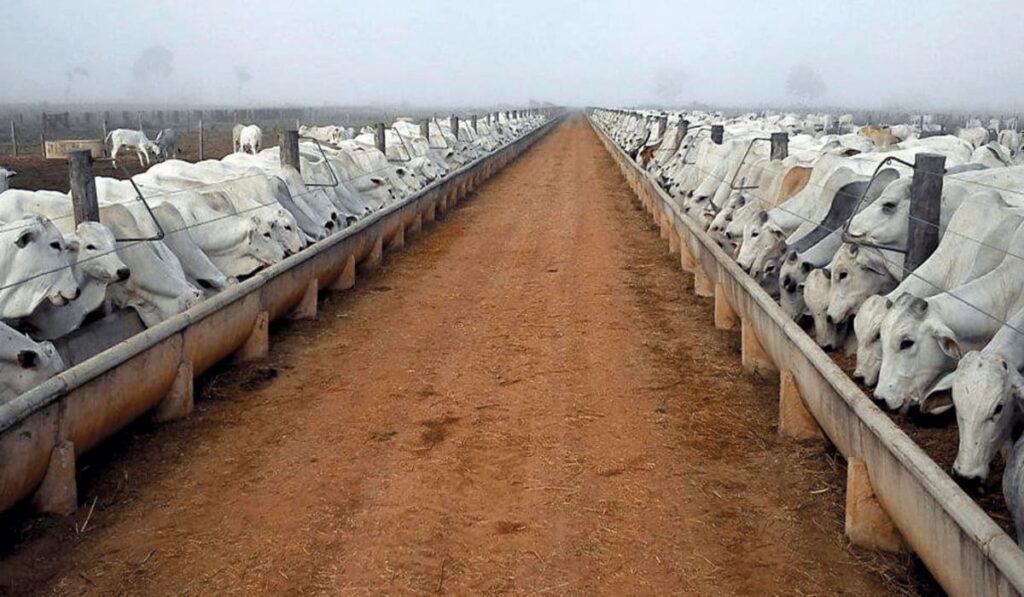 Com 151.000 bovinos, veja maior Boitel do país