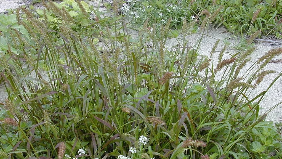 como controlar o capim carrapicho na propriedade 1