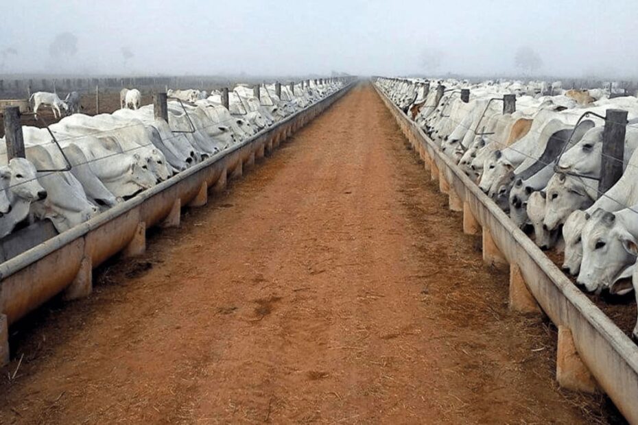 Com 151.000 bovinos, veja maior Boitel do país
