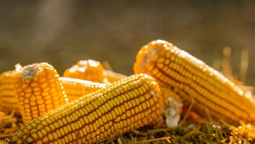 confira os destaques na Paraíba 9 confira os destaques na paraiba 1