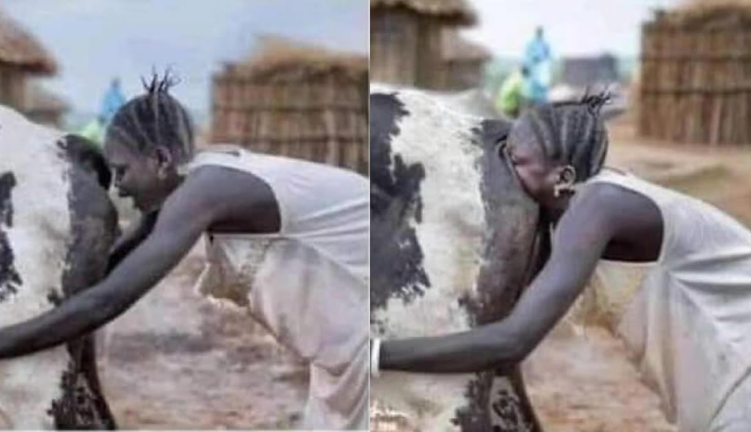 conheca a tecnica do sopro na vaca para produzir leite video