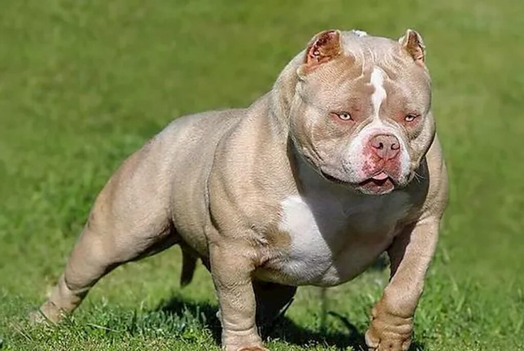 conheca mais da raca american bully valentao americano 1