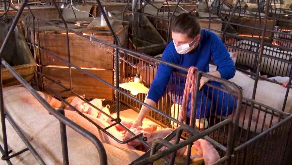 Conheça o trabalho do Conselho Federal de Medicina Veterinária 2 conheca o trabalho do conselho federal de medicina veterinaria 1