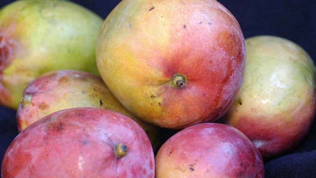 conheca os tipos de manga mais comuns no brasil 1