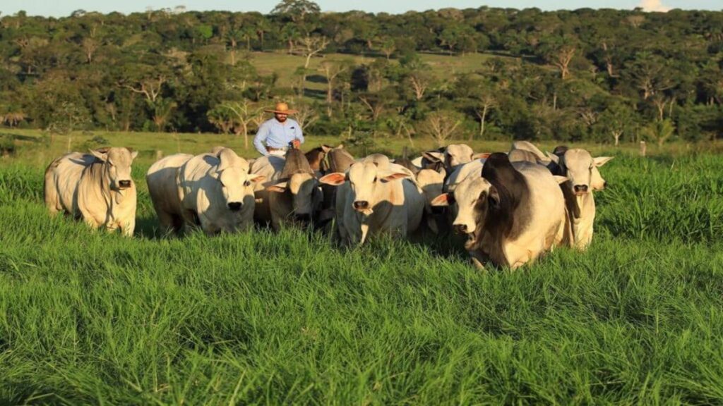 Consórcio de pastagem: os melhores para o gado