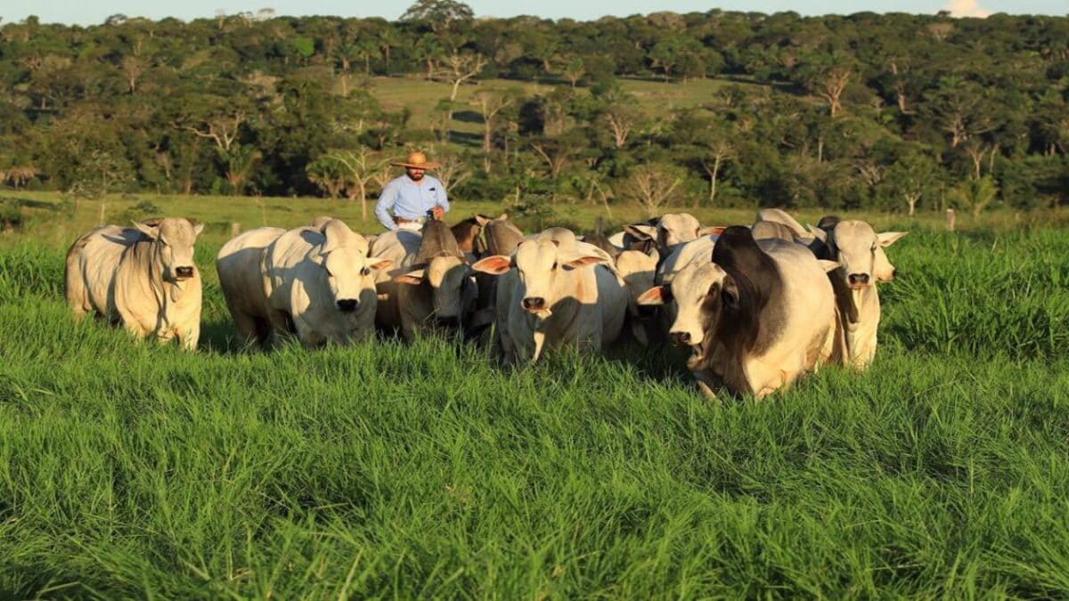 Consórcio de pastagem: os melhores para o gado