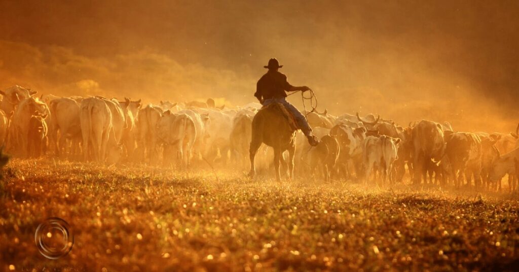 Cotações da arroba fecharam a semana com estabilidade, refletindo o baixo interesse por parte dos compradores • Portal DBO 2 cotacoes da arroba fecharam a semana com estabilidade refletindo o baixo interesse por parte dos compradores portal dbo