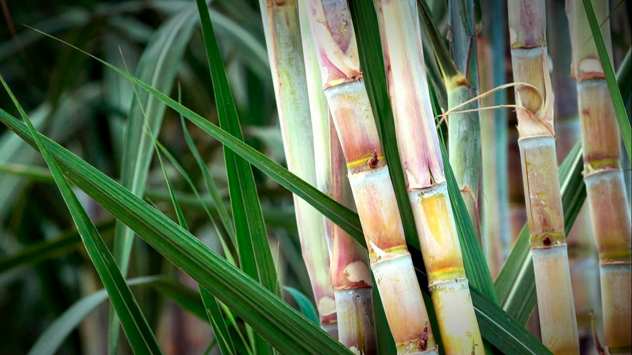 ctc recebe raizen para reuniao tecnica agronomica 1