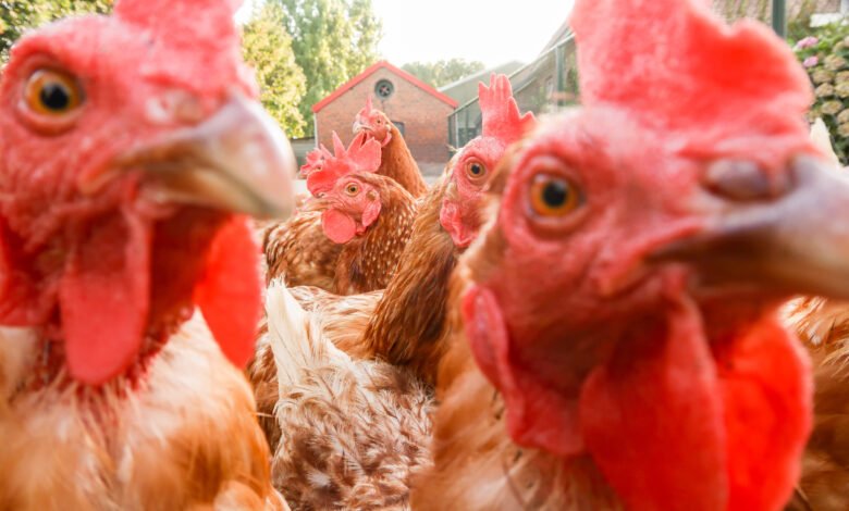 Demanda pela carne de frango continua baixa e preços caem 1 Demanda pela carne de frango continua baixa e preços caem