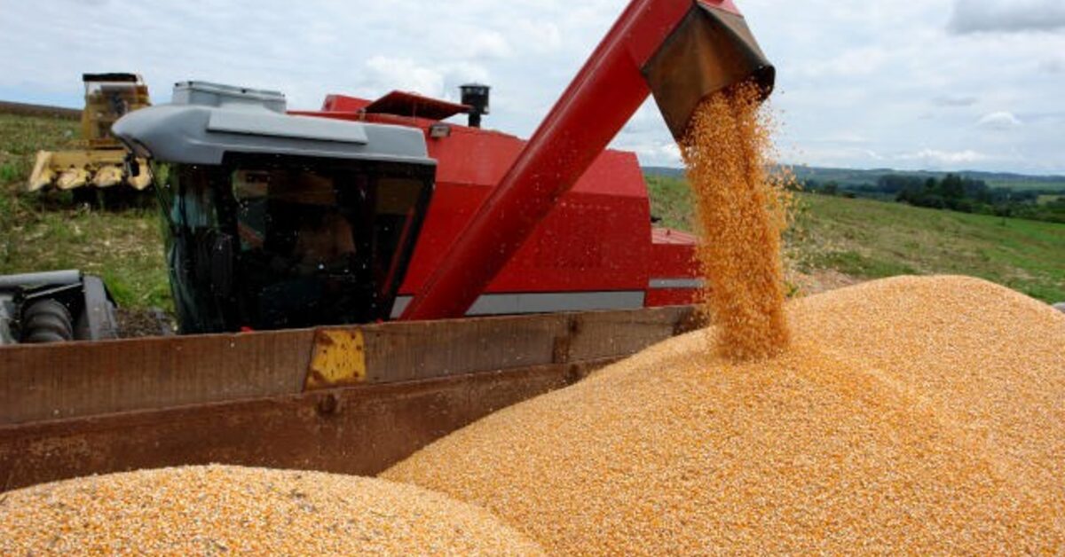 deral corta estimativa para soja milho verao e milho safrinha portal dbo