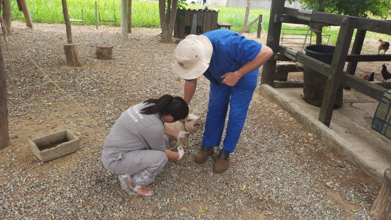doenca de aujeszky volta a registrar caso de infeccao em suinos no rs