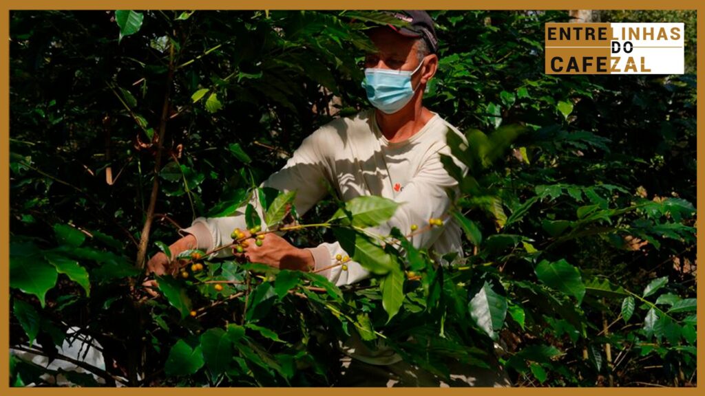 É do Brasil: Entenda como a sustentabilidade deu origem a um dos cafés mais... 2 e do brasil entenda como a sustentabilidade deu origem a um dos cafes mais