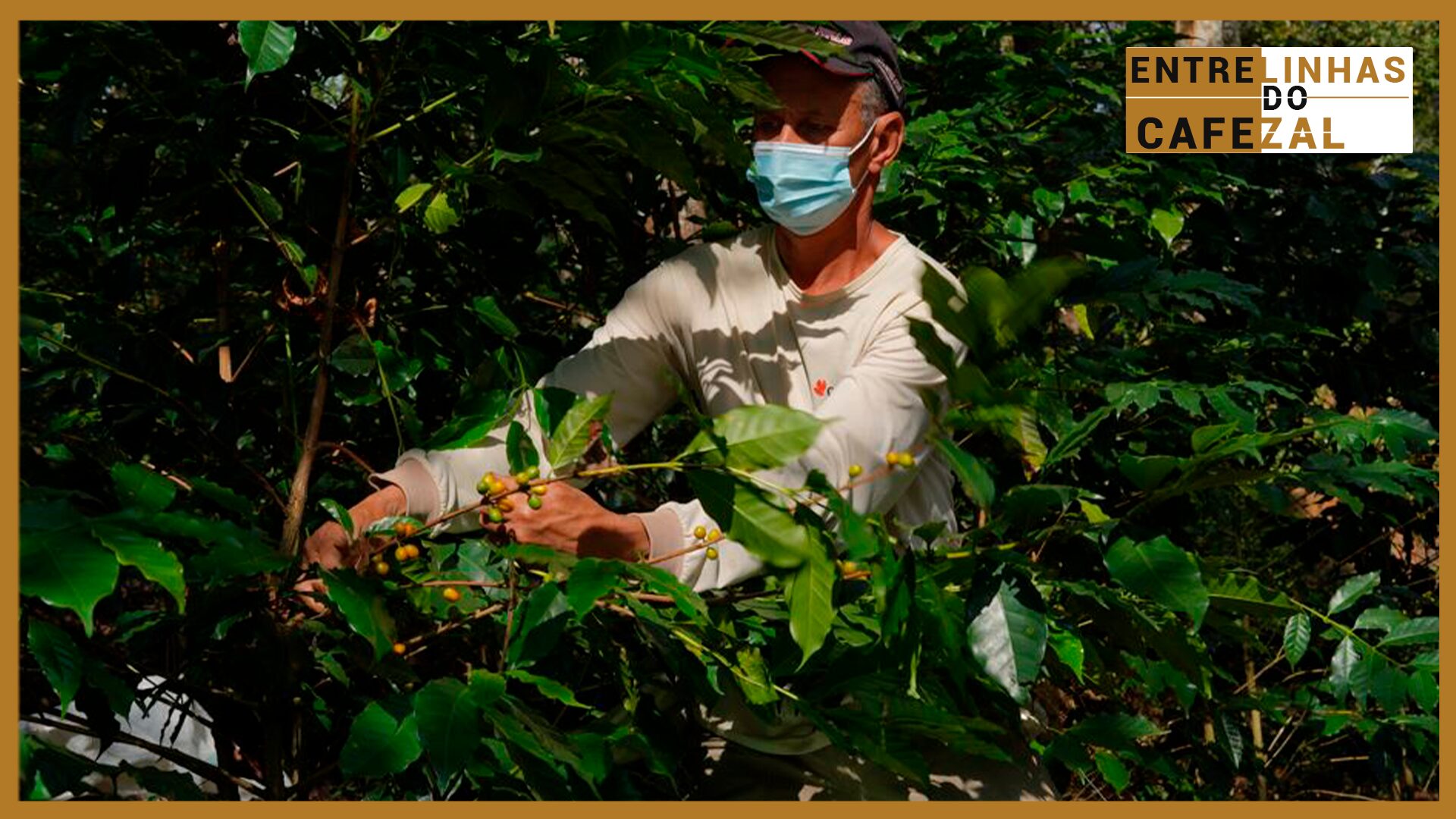 e do brasil entenda como a sustentabilidade deu origem a um dos cafes mais