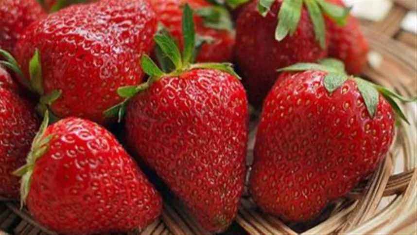 É possível cultivar morangos com substrato com madeira?